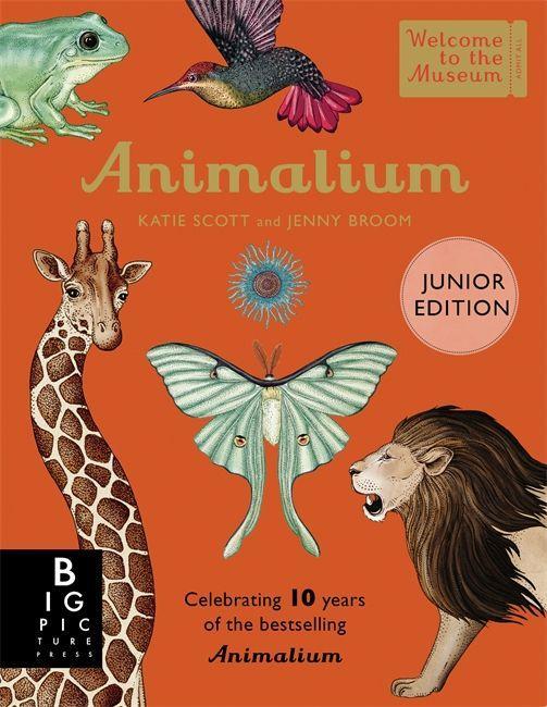 Kniha Animalium (Junior Edition) Jenny Broom