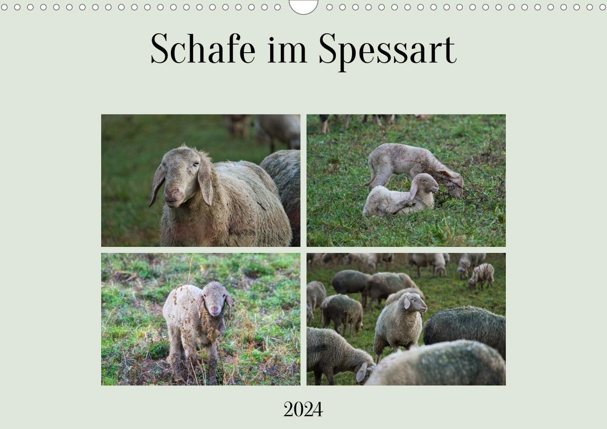 Naptár/Határidőnapló Schafe im Spessart (Wandkalender 2024 DIN A3 quer) 