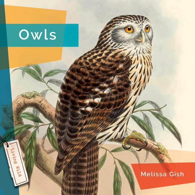 Könyv Owls 