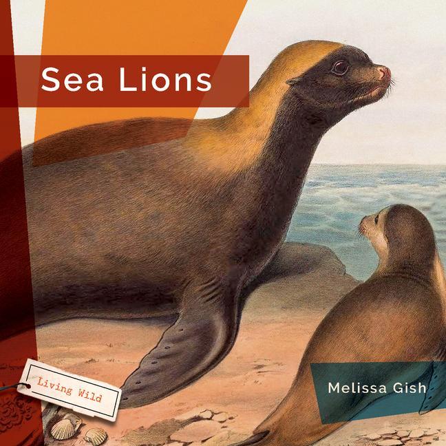 Carte Sea Lions 