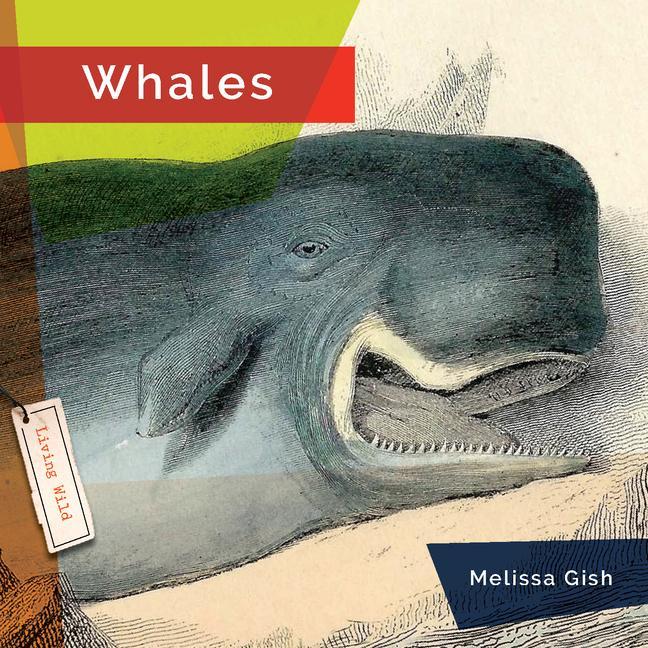 Kniha Whales 