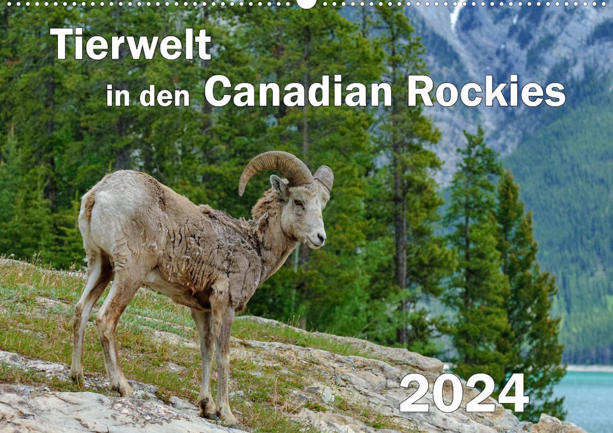 Calendar / Agendă Tierwelt in den Canadian Rockies (Wandkalender 2024 DIN A2 quer) 