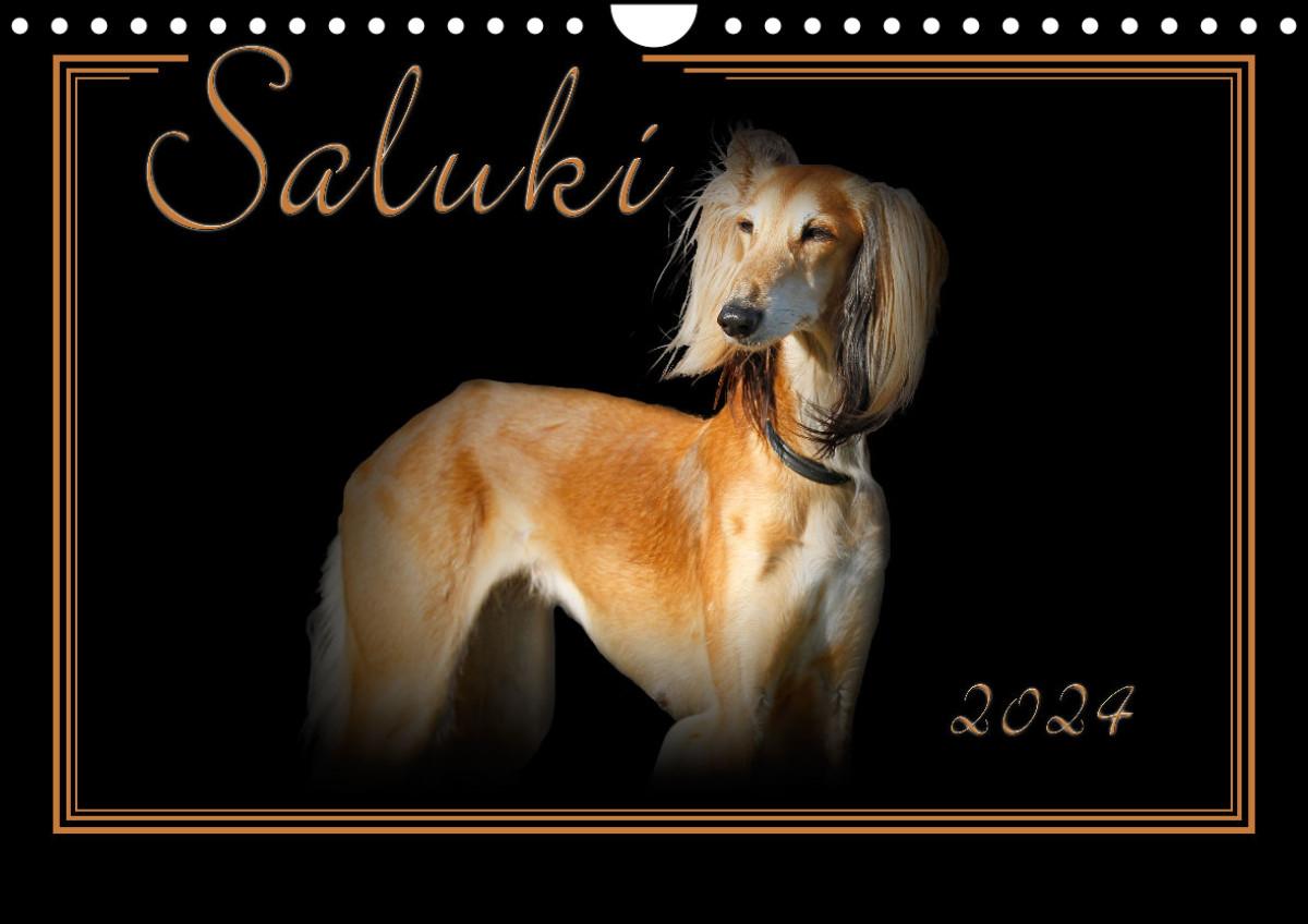 Kalendář/Diář Saluki 2024 (Wandkalender 2024 DIN A4 quer) 