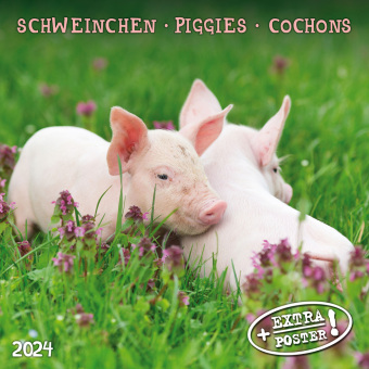 Kalendář/Diář Piggies/Schweinchen 2024 