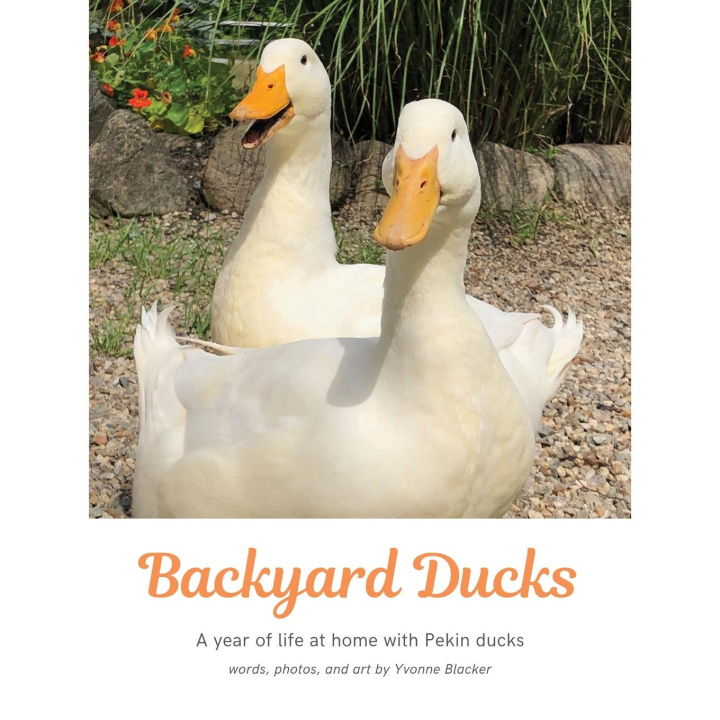 Knjiga Backyard Ducks Yvonne M Blacker