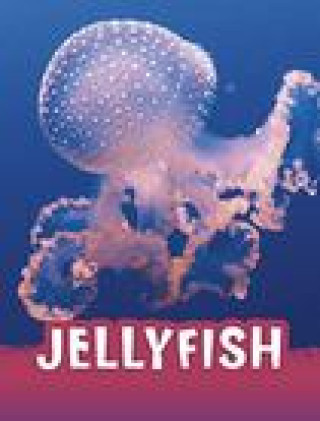 Kniha Jellyfish Jaclyn Jaycox
