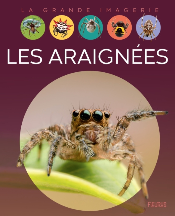 Book Les araignées Cathy Franco