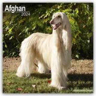 Kalendar/Rokovnik Afghan Calendar 2024  Square Dog Breed Wall Calendar - 16 Month 