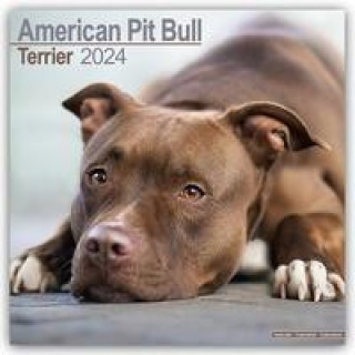 Kalendár/Diár American Pit Bull Terrier Calendar 2024  Square Dog Breed Wall Calendar - 16 Month 