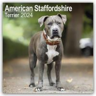 Naptár/Határidőnapló American Staffordshire Terrier Calendar 2024  Square Dog Breed Wall Calendar - 16 Month 