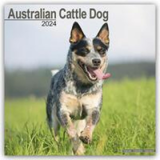 Calendar / Agendă Australian Cattle Dog Calendar 2024  Square Dog Breed Wall Calendar - 16 Month 