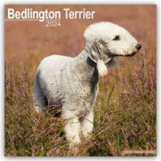 Calendario/Agenda Bedlington Terrier Calendar 2024  Square Dog Breed Wall Calendar - 16 Month 