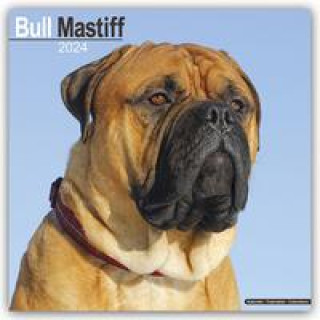 Kalendář/Diář Bull Mastiff Calendar 2024  Square Dog Breed Wall Calendar - 16 Month 