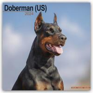 Naptár/Határidőnapló Doberman (Us) Calendar 2024  Square Dog Breed Wall Calendar - 16 Month 