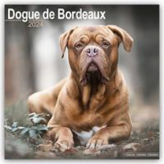 Calendar / Agendă Dogue De Bordeaux Calendar 2024  Square Dog Breed Wall Calendar - 16 Month 