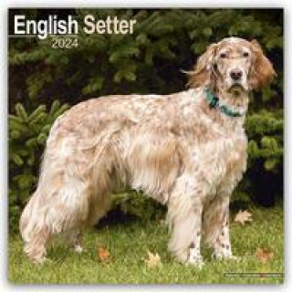 Календар/тефтер English Setter Calendar 2024  Square Dog Breed Wall Calendar - 16 Month 