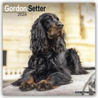 Kalendář/Diář Gordon Setter Calendar 2024  Square Dog Breed Wall Calendar - 16 Month 