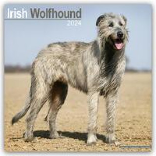 Kalendarz/Pamiętnik Irish Wolfhound Calendar 2024  Square Dog Breed Wall Calendar - 16 Month 