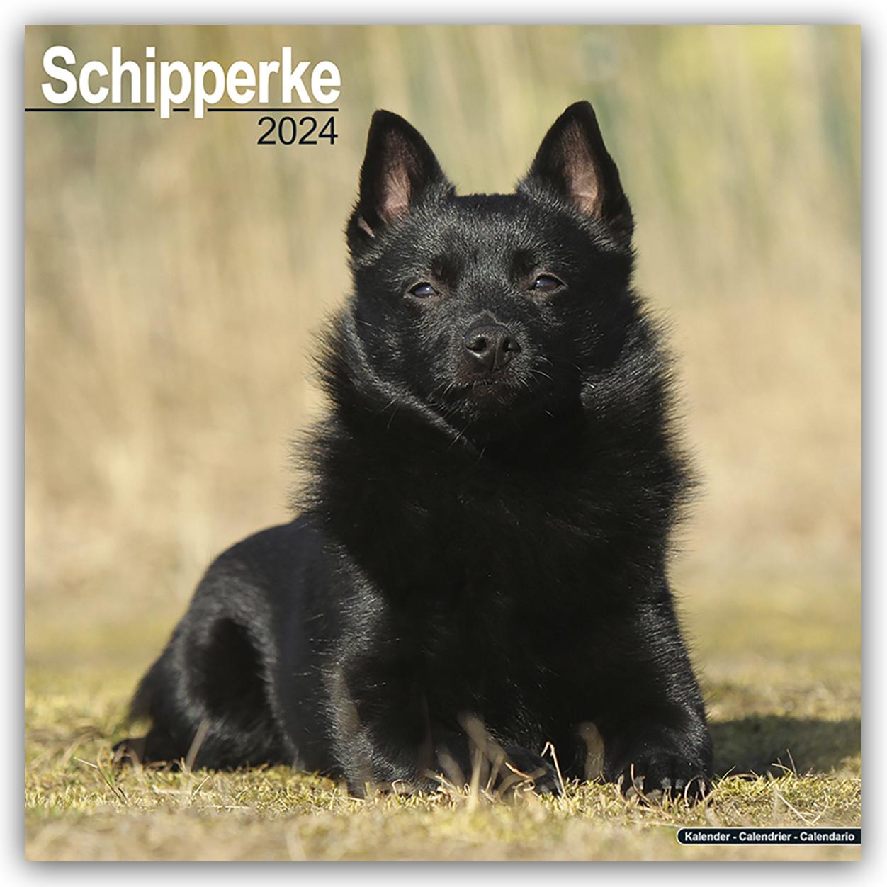 Calendar / Agendă Schipperke Calendar 2024  Square Dog Breed Wall Calendar - 16 Month 