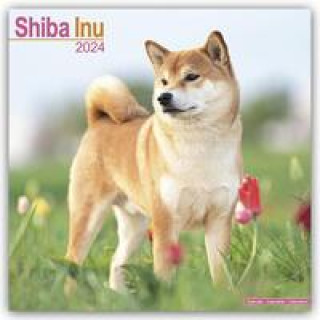 Kalendář/Diář Shiba Inu Calendar 2024  Square Dog Breed Wall Calendar - 16 Month 