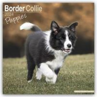 Naptár/Határidőnapló Border Collie Puppies Calendar 2024  Square Dog Puppy Breed Wall Calendar - 16 Month 
