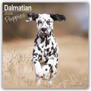Naptár/Határidőnapló Dalmatian Puppies Calendar 2024  Square Dog Puppy Breed Wall Calendar - 16 Month 