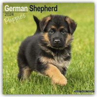 Calendario/Agenda German Shepherd Puppies Calendar 2024  Square Dog Puppy Breed Wall Calendar - 16 Month 