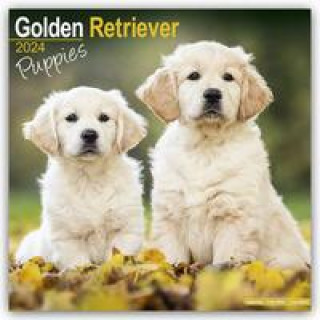 Kalendár/Diár Golden Retriever Puppies Calendar 2024  Square Dog Puppy Breed Wall Calendar - 16 Month 