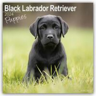 Kalendarz/Pamiętnik Black Labrador Puppies Calendar 2024  Square Dog Puppy Breed Wall Calendar - 16 Month 