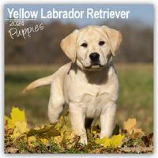 Kalendarz/Pamiętnik Yellow Labrador Puppies Calendar 2024  Square Dog Puppy Breed Wall Calendar - 16 Month 