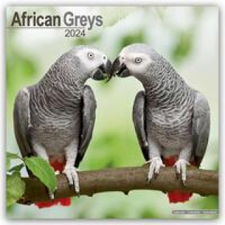 Naptár/Határidőnapló African Greys Calendar 2024  Square Bird Wall Calendar - 16 Month 