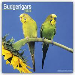 Календар/тефтер Budgerigar Calendar 2024  Square Bird Wall Calendar - 16 Month 
