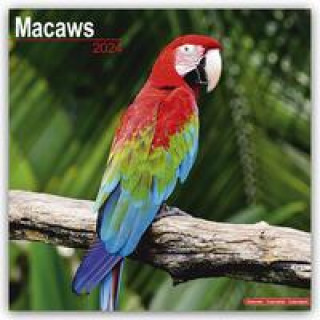 Naptár/Határidőnapló Macaws Calendar 2024  Square Bird Wall Calendar - 16 Month 
