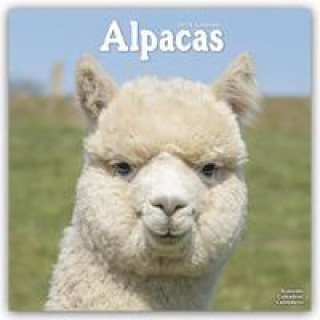 Naptár/Határidőnapló Alpacas Calendar 2024  Square Animal Wall Calendar - 16 Month 