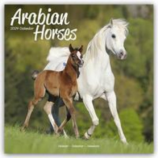 Calendar/Diary Arabian Horses Calendar 2024  Square Horses Wall Calendar - 16 Month 