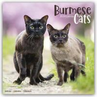 Calendrier/agenda Cats - Burmese Calendar 2024  Square Cat Wall Calendar - 16 Month 