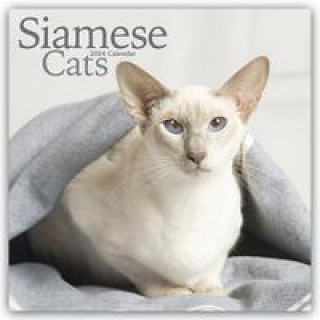 Naptár/Határidőnapló Cats - Siamese Calendar 2024  Square Cat Wall Calendar - 16 Month 