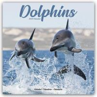 Calendar / Agendă Dolphins Calendar 2024  Square Animal Wall Calendar - 16 Month 
