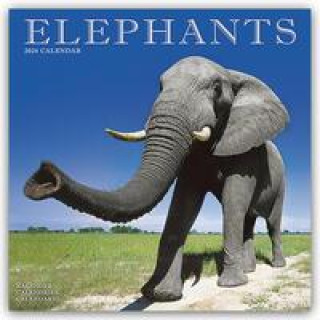 Kalendarz/Pamiętnik Elephants Calendar 2024  Square Wildlife Safari Wall Calendar - 16 Month 