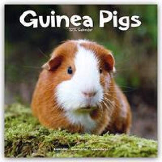 Naptár/Határidőnapló Guinea Pigs Calendar 2024  Square Animal Wall Calendar - 16 Month 