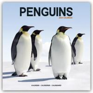 Naptár/Határidőnapló Penguins Calendar 2024  Square Animal Wall Calendar - 16 Month 