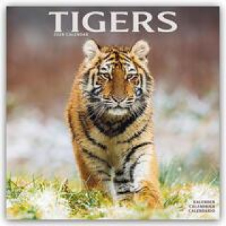 Kalendář/Diář Tigers Calendar 2024  Square Wildlife Safari Big Cats Wall Calendar - 16 Month 