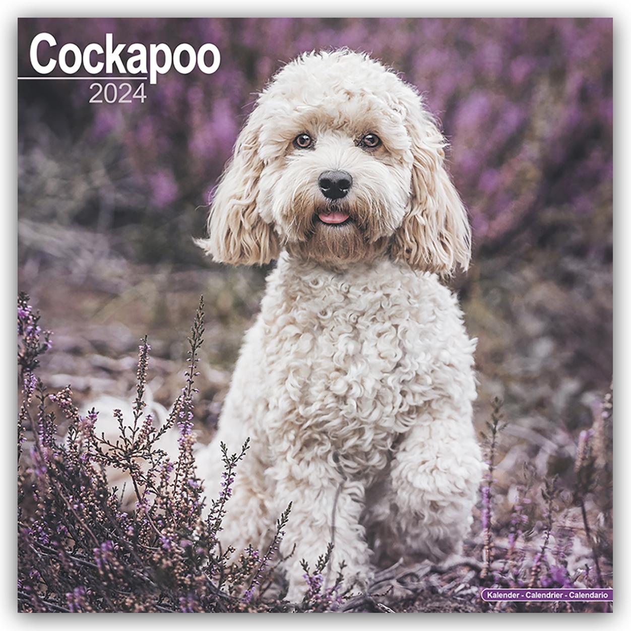 Календар/тефтер Cockapoo Calendar 2024  Square Dog Breed Wall Calendar - 16 Month 