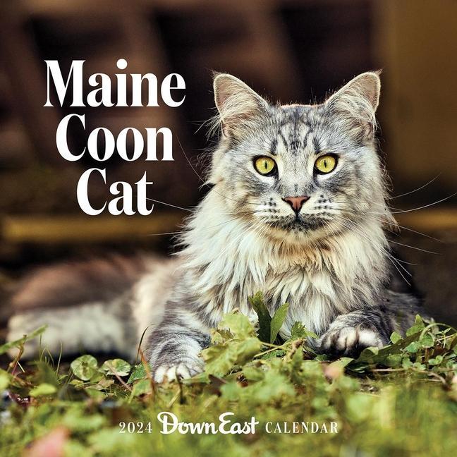 Calendar / Agendă 2024 Maine Coon Cat Wall Calendar 