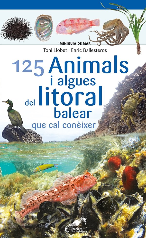 Kniha 125 ANIMALS I ALGUES DEL LITORAL BALEAR QUE CAL CONEIXER ENRIC BALLESTEROS