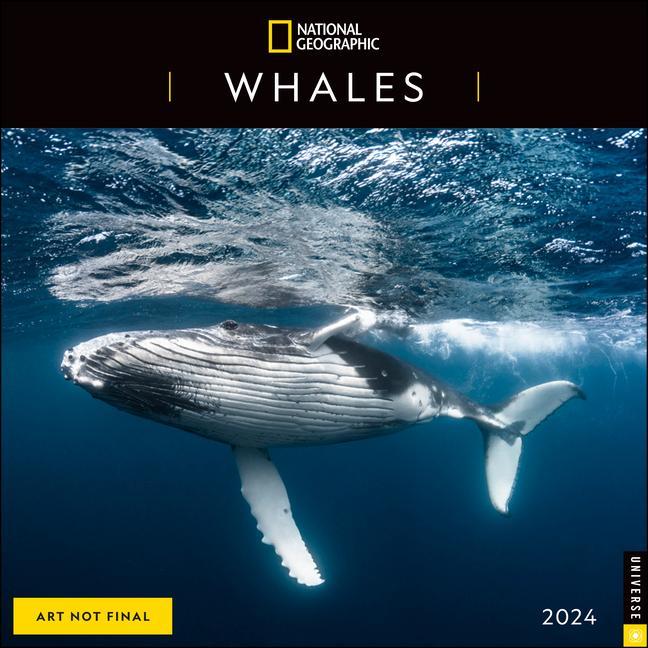 Календар/тефтер National Geographic: Whales 2024 Wall Calendar WALL