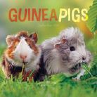 Kalendár/Diár CAL 24 GUINEA PIGS MINI WALL CALENDAR MINI WALL