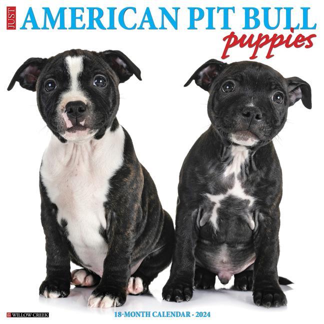 Calendar/Diary CAL 24 AMER PIT BULL TERRIER PUPPIES WALL