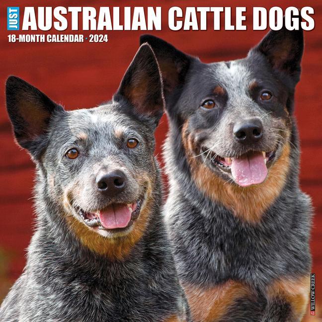 Naptár/Határidőnapló CAL 24 AUSTRALIAN CATTLE DOGS WALL