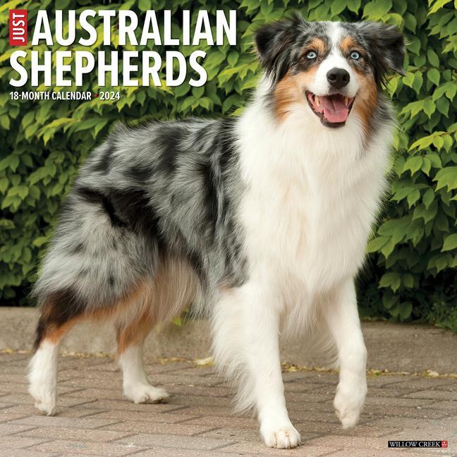 Kalender/Terminbuch CAL 24 AUSTRALIAN SHEPHERDS WALL